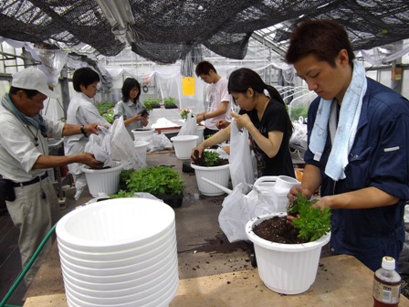 植物生産流通実習 ガーデンマムの鉢替えを行いました 専門学校 岐阜県立国際園芸アカデミー