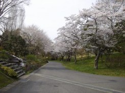 桜の写真1