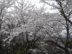 桜の写真2