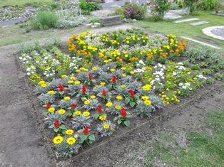 夏花壇に植え替え 専門学校 岐阜県立国際園芸アカデミー