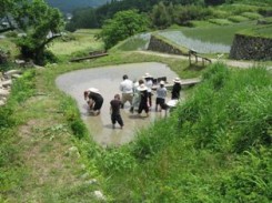 棚田ビオトープでの田植えの写真