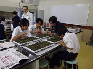 花き生産コース体験「ストック苗の八重鑑別」　の写真