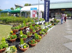 １年生の作った寄せ植えも好評でした