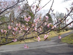 河津ザクラ