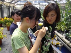 雄しべの花粉を雌しべにつけて交配を行います。