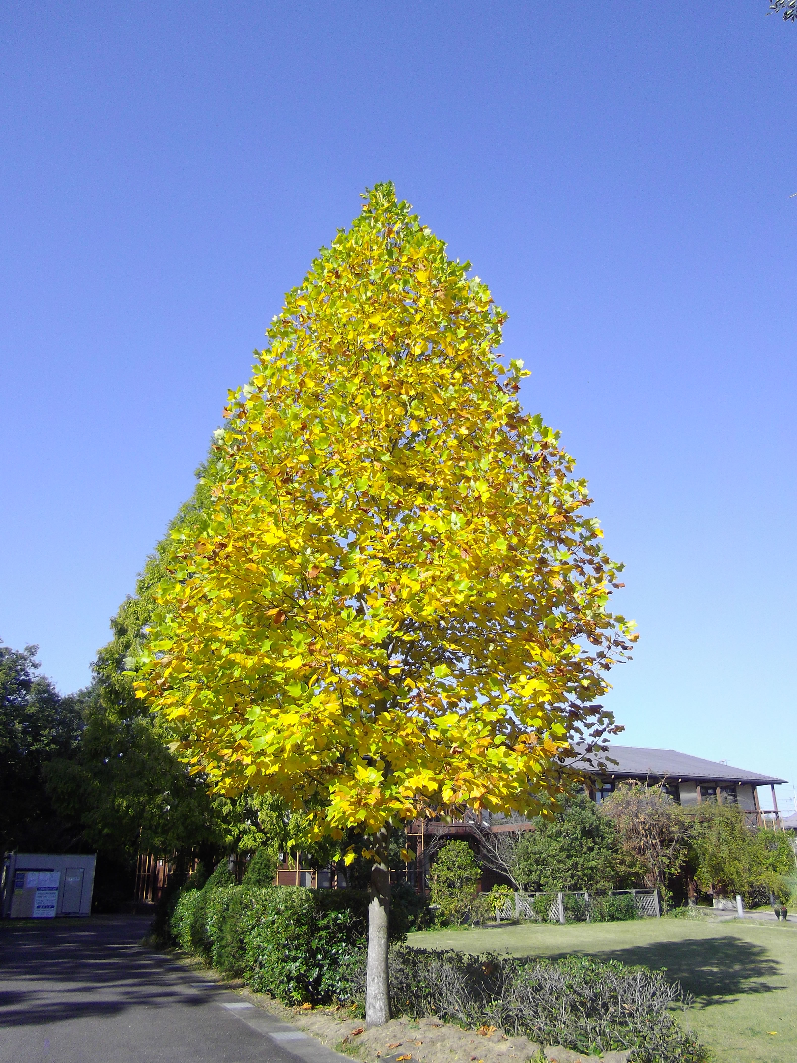 紅葉が美しくなってきました 専門学校 岐阜県立国際園芸アカデミー