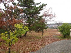 植栽された樹木と自然に育った樹木が混在