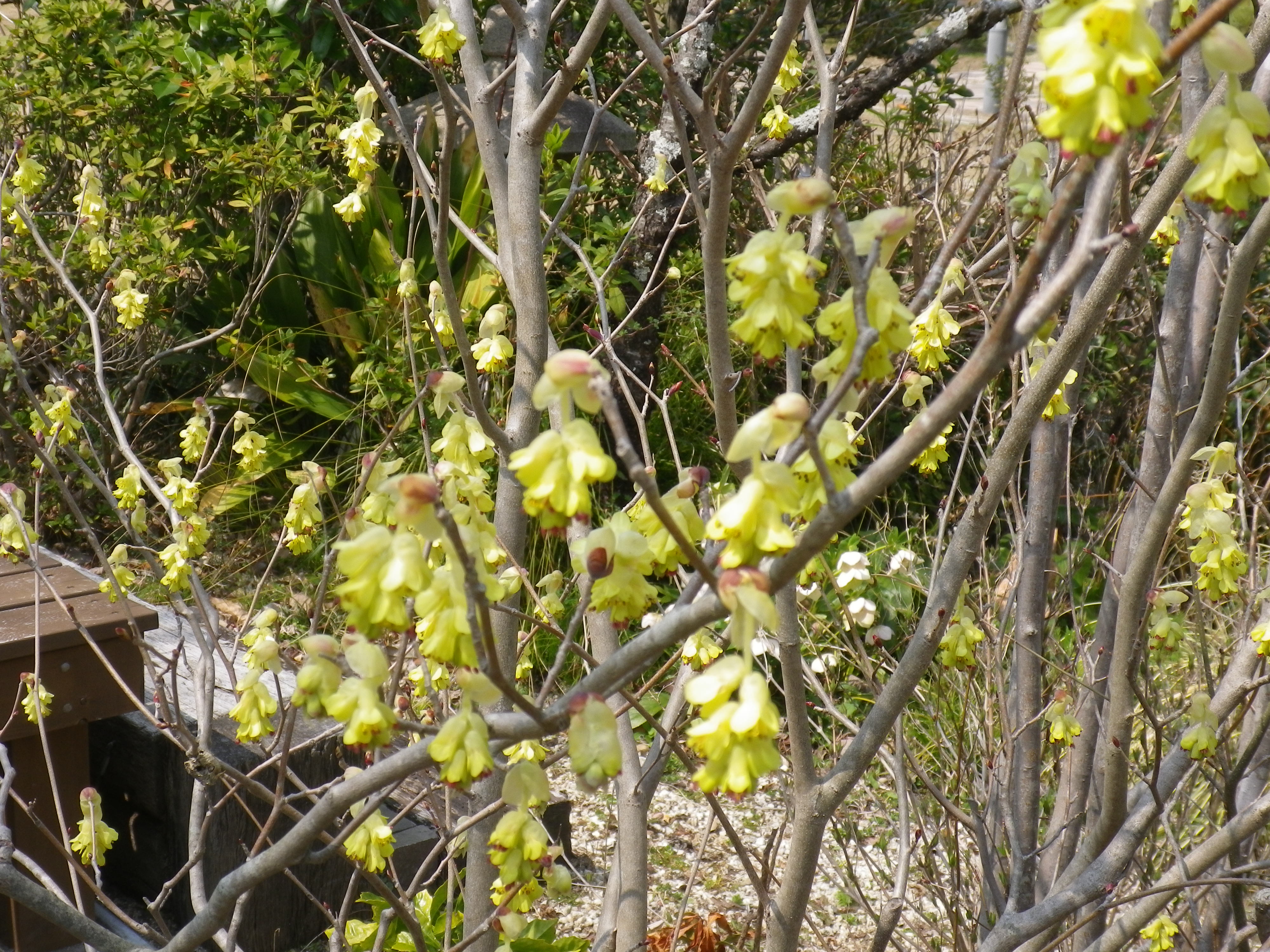 いろいろな春の花木が咲きだしました 専門学校 岐阜県立国際園芸アカデミー