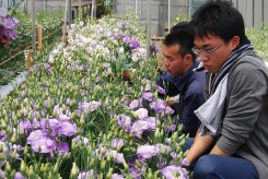20170711花き生産流通実習Ⅰ7収穫調整