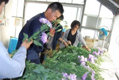 20170711花き生産流通実習Ⅰ36収穫調整