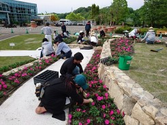 花苗の植え付け