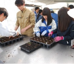 苗のポット上げをしています