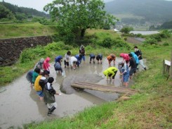 生態系保全のための田植え