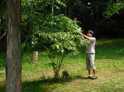 花束に使用する枝を収穫する学生