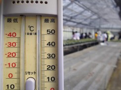 温室内の温度計は43℃。温度計の向こうにぼんやり見える学生達は・・・
