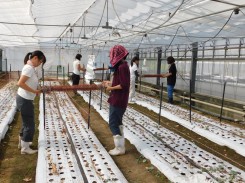 トルコキキョウを栽培していた温室を片付ける生産コース学生ら
