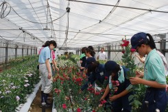 温室でトルコキキョウの収穫をする高校生に指導する学生