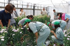 温室でトルコキキョウの収穫をする高校生に指導する学生と先生