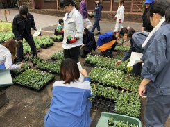 定植する花壇苗を選んでいます