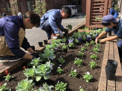 パンジー、ビオラなどの苗を花壇に植え付けしました