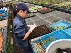 古池農園（多肉植物生産）でインターンシップを行っています。