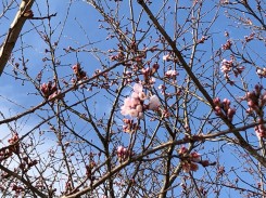 学内の桜も開花宣言です