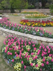 棚田のように段々になった植栽地。ビオラとチューリップの組み合わせ