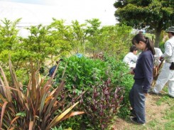 ボーダーガーデンを植栽する学生