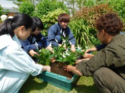 園芸装飾（苔玉）