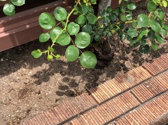 除草後、きれいになった株元です。