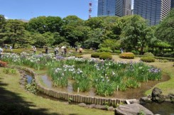 ハナショウブが咲く皇居東御苑の庭園