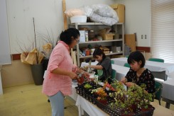 生涯学習講座で制作する多肉植物の寄せ植えを試作する学生
