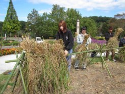 棚田のように段々になっている花壇に植栽されていた稲を干すはさかけを作る