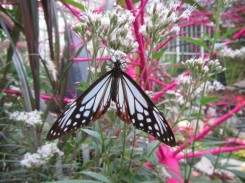 花の地球館で発見したフジバカマの花の蜜を吸うアサギマダラ