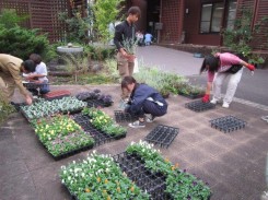 自分の植栽地で利用する花苗を選ぶ