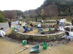 国際園芸アカデミー実習フィールドでのチューリップ球根の植え付け