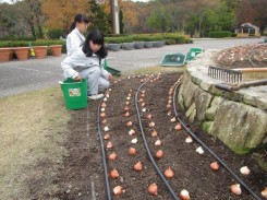 チューリップ球根を並べる