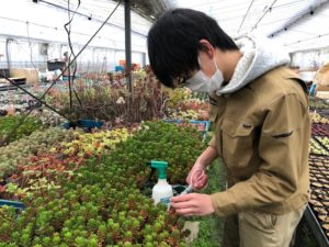 古池農園さんにて、多肉植物の挿し穂を採取