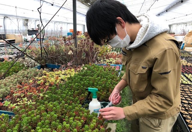 古池農園さんにて、多肉植物の挿し穂を採取