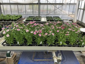 花き生産コース2年の卒業研究用植物