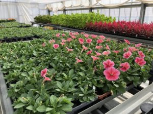 花壇植栽用に生産している苗物