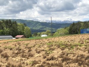 圃場からはまだ雪を頂く山並みが