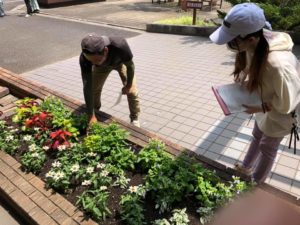 先週植栽したばかりの花壇管理の説明をする先輩