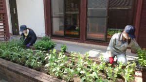 花苗を仮置きする学生。センニチコウ、トレニア、サルビア・ファリナセア、ジニアの植栽