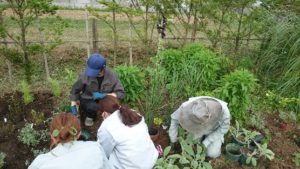 ラムズイヤーの植栽