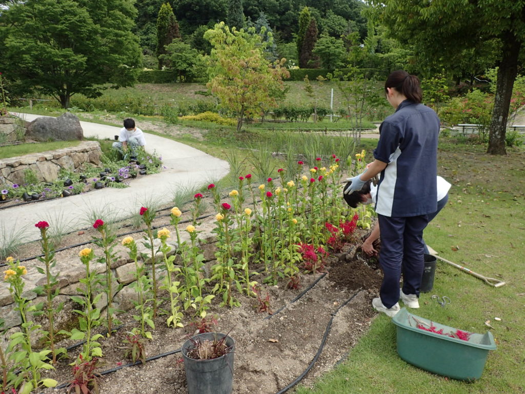 花フェスタ花壇植栽