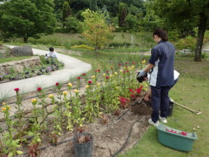 花フェスタ花壇植栽