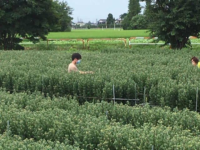 小菊収穫作業