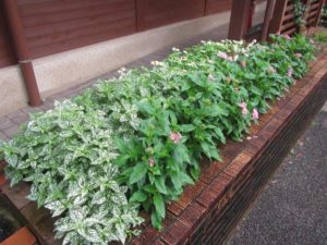 ペンタスの花(7月27日撮影)