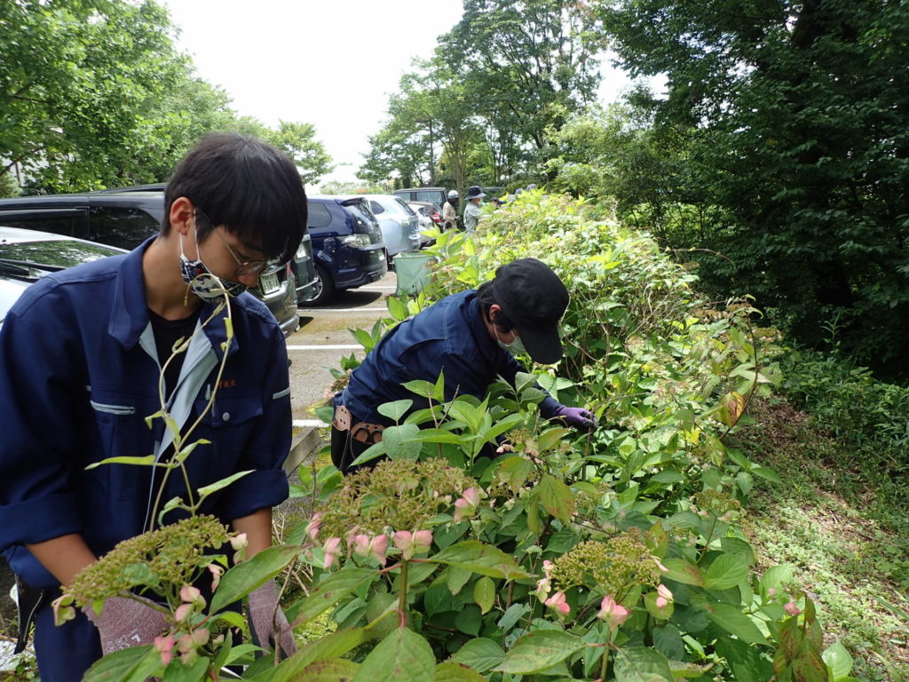 アジサイ剪定